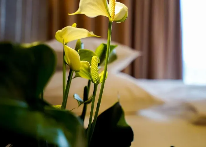 Dormero Deho לינץ